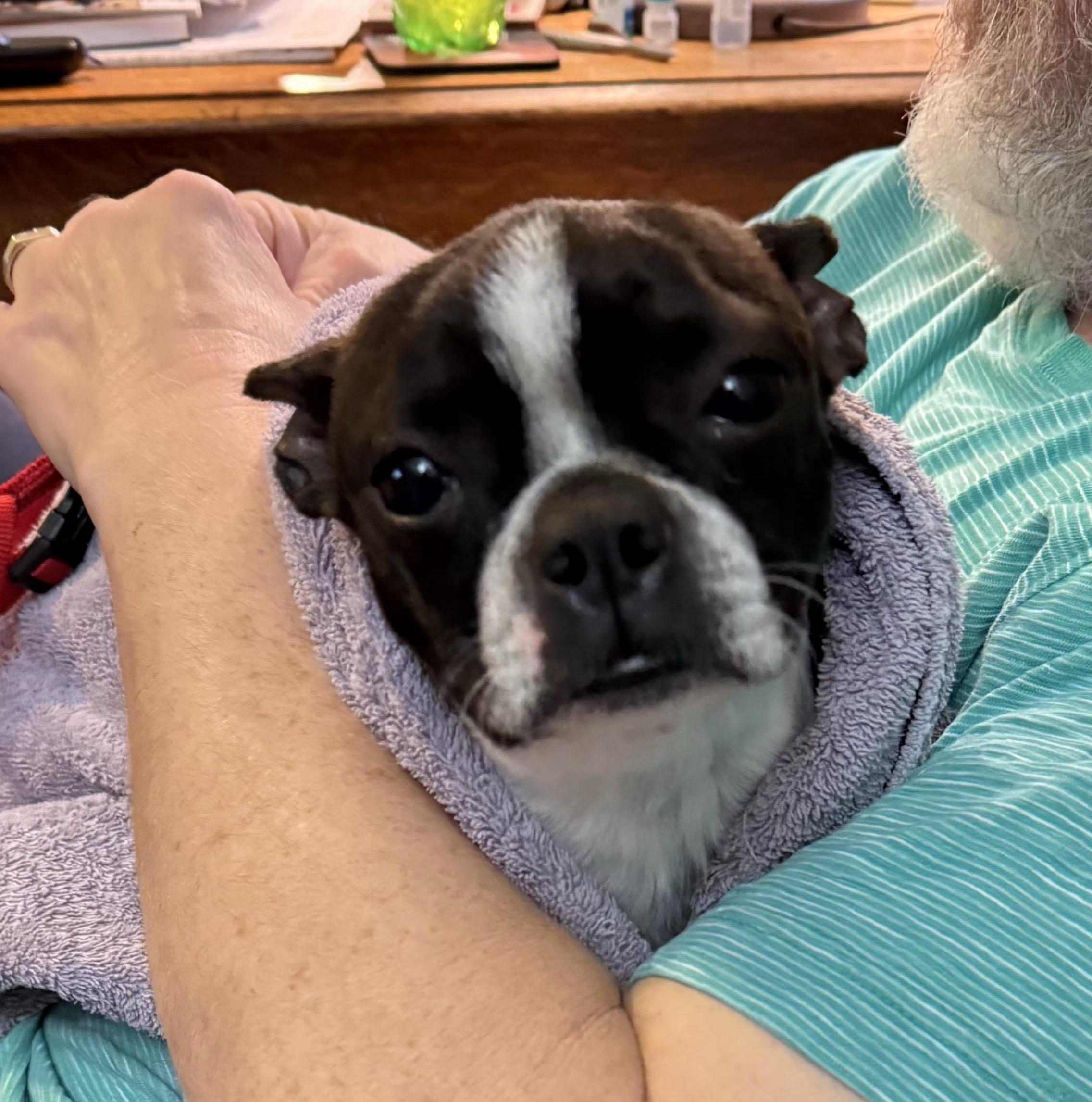 Minnie in MO, ADOPTABLE, Young Female Boston Terrier.