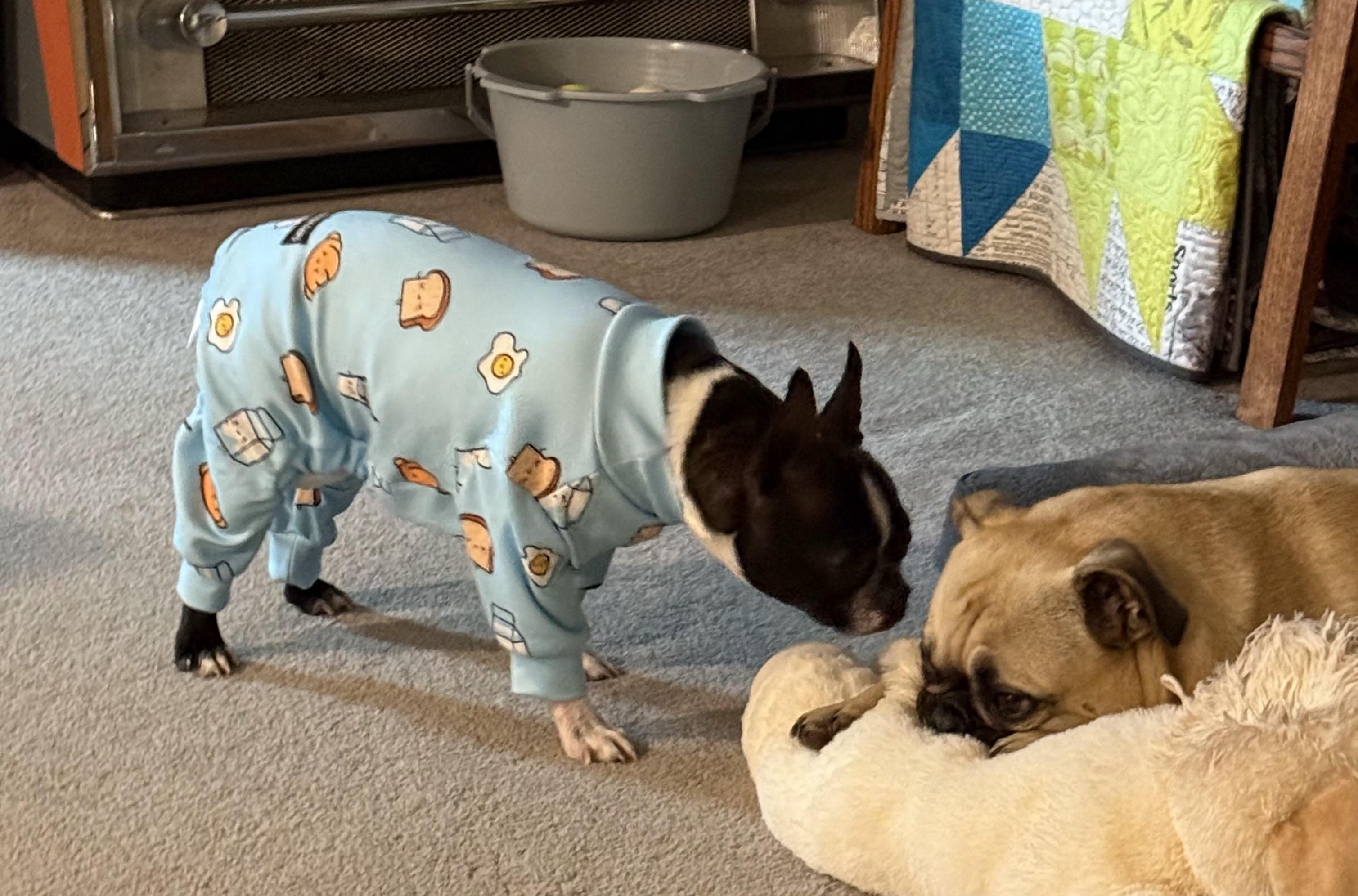 Enlarge Minnie in MO, a ADOPTABLE Boston Terrier in Kansas City, MO image 5/5