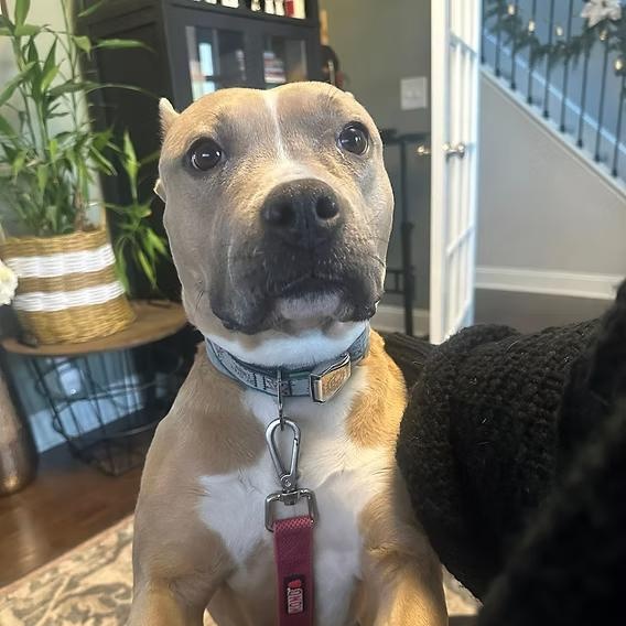 Olive, a ADOPTABLE Pit Bull Terrier in Ayden, NC image 2/2