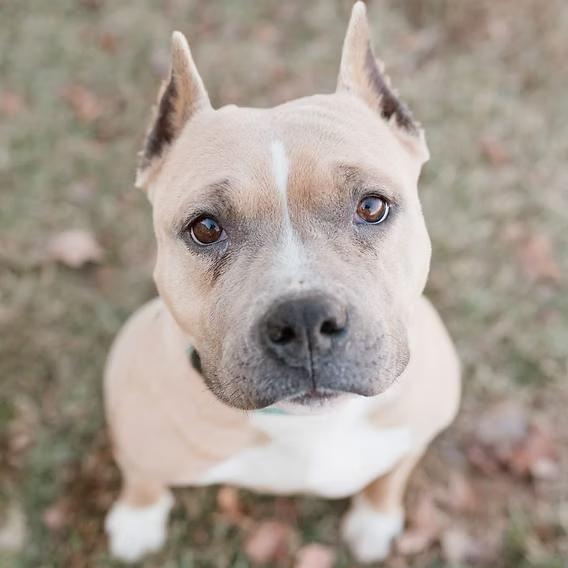 Olive, a ADOPTABLE Pit Bull Terrier in Ayden, NC image 1/2