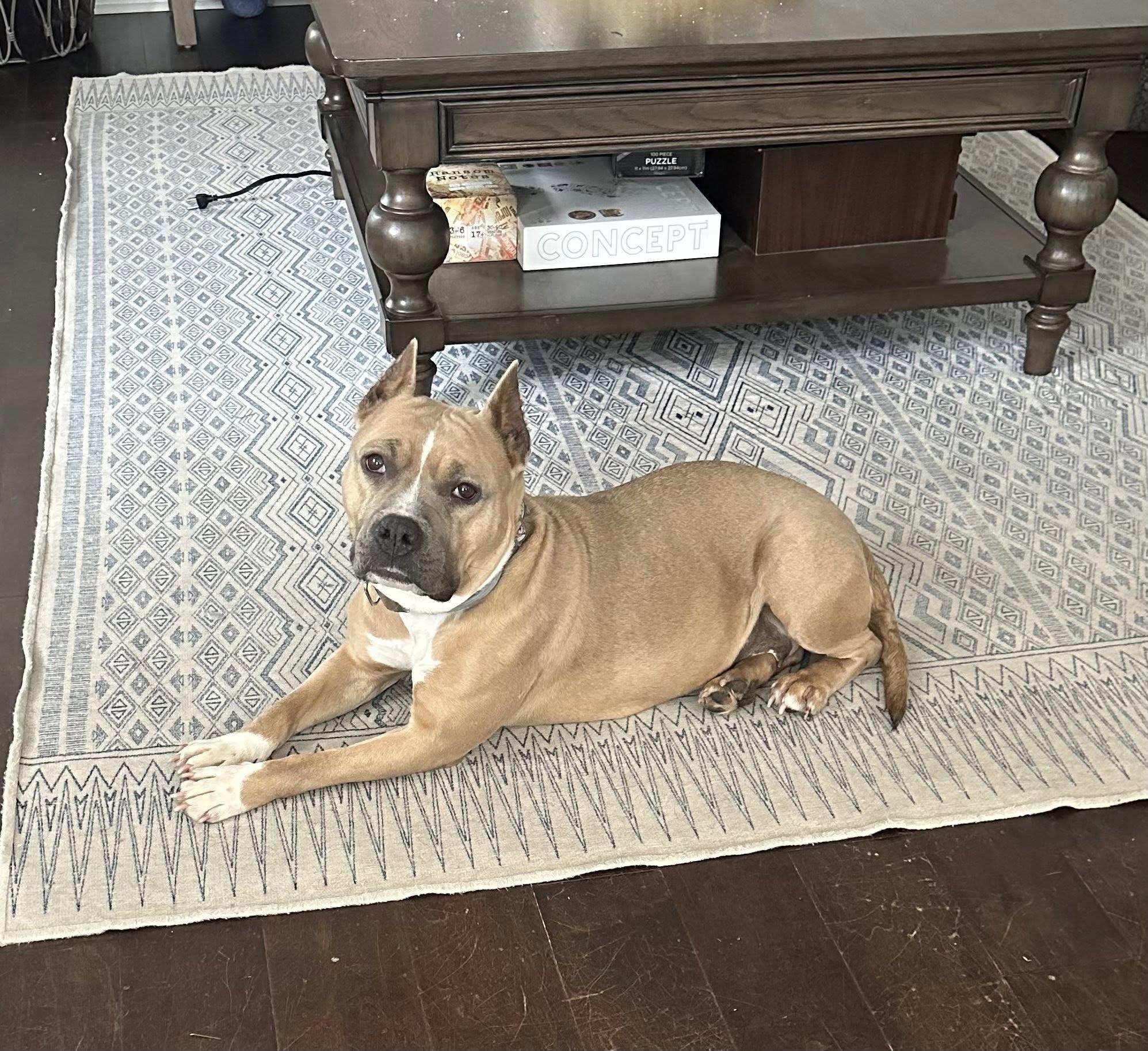 Enlarge Olive, a ADOPTABLE Pit Bull Terrier in Ayden, NC image 4/6