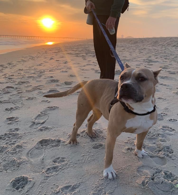 Enlarge Olive, a ADOPTABLE Pit Bull Terrier in Ayden, NC image 6/6