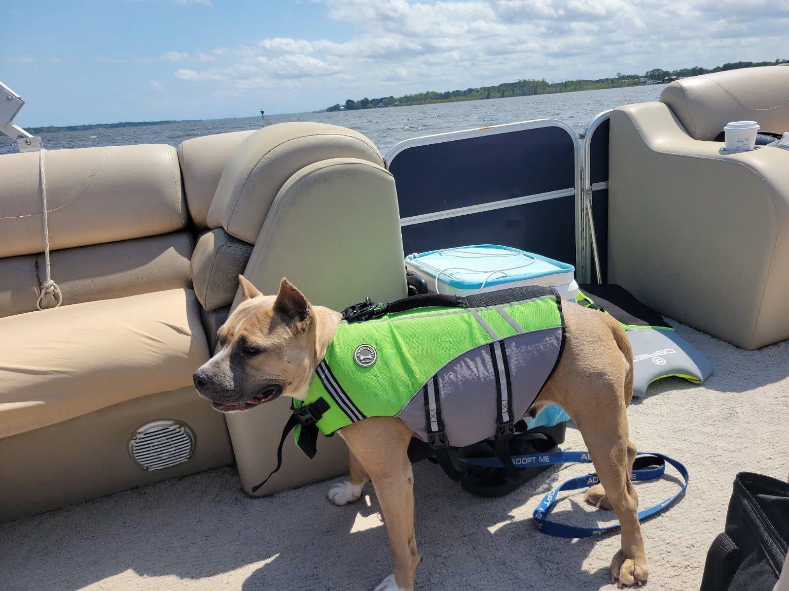 Enlarge Olive, a ADOPTABLE Pit Bull Terrier in Ayden, NC image 5/6