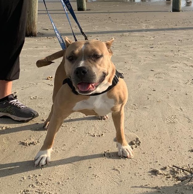 Olive, ADOPTABLE, Adult Female Pit Bull Terrier.