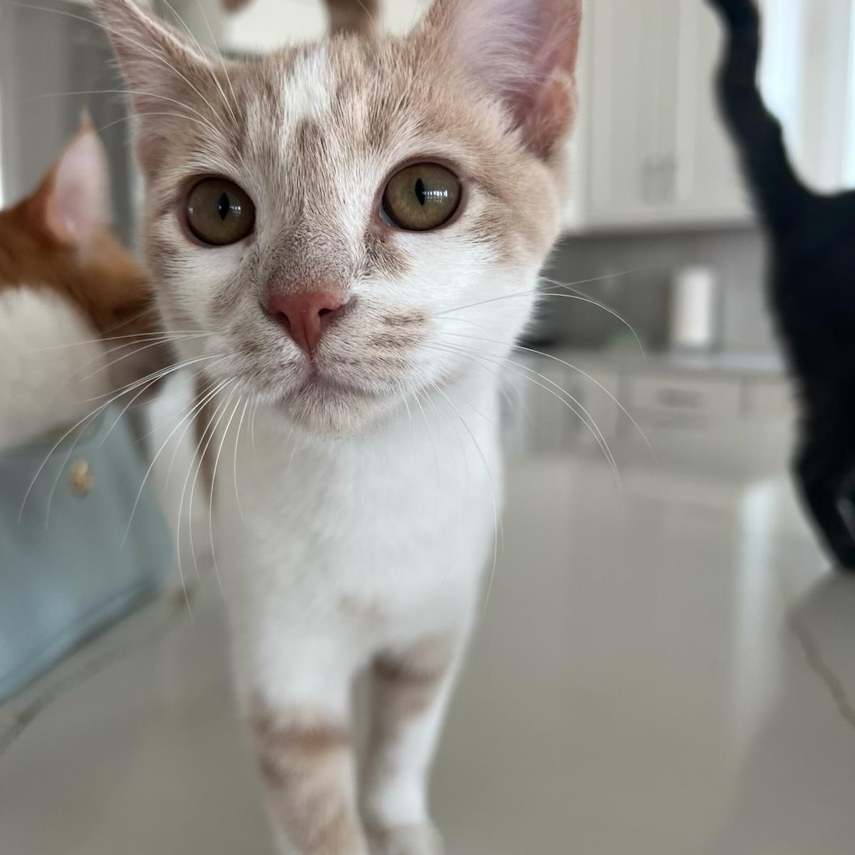 Ditto, Adoptable, Kitten Male Domestic Short Hair.