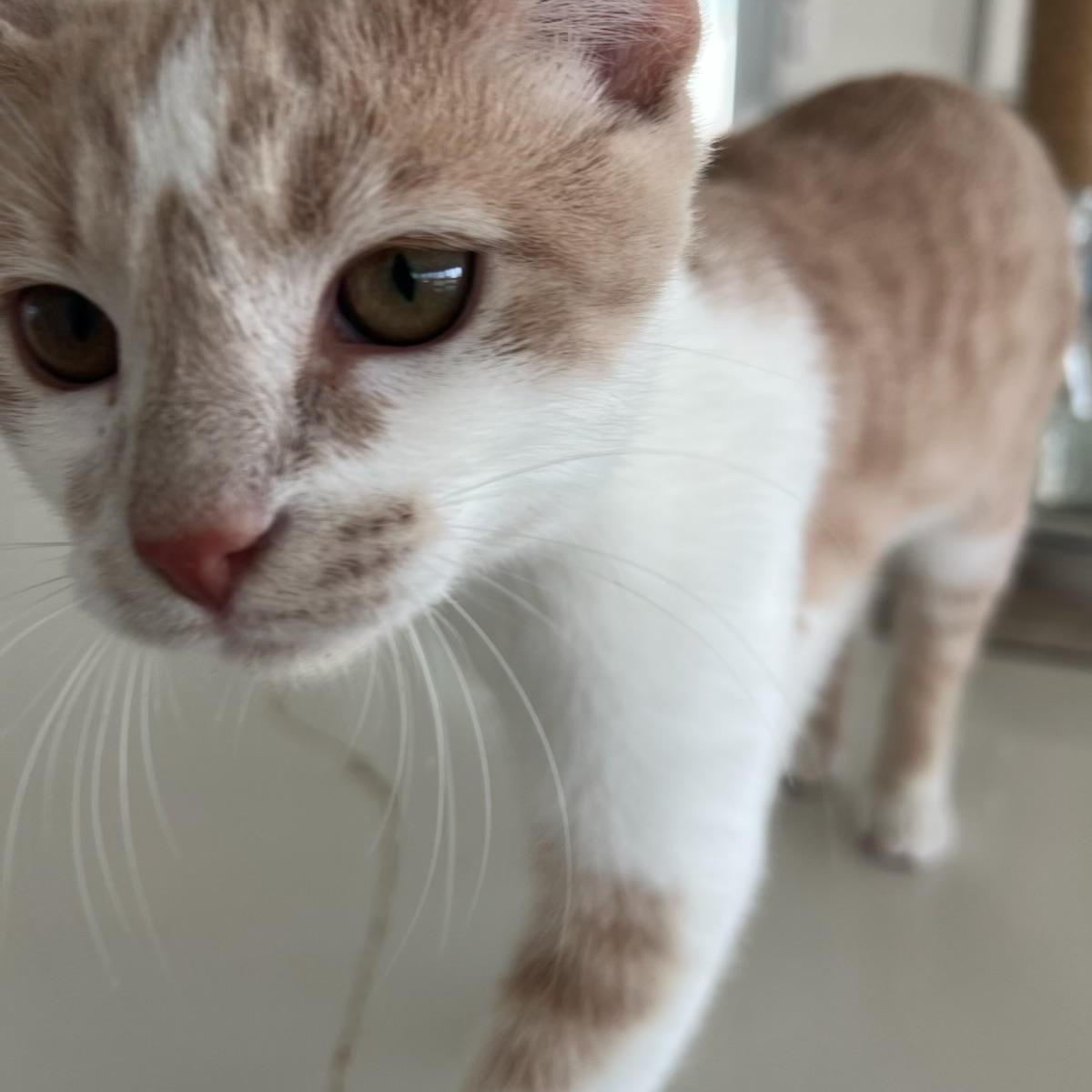 Enlarge Ditto, a Adoptable Domestic Short Hair in Greensboro, NC image 4/6