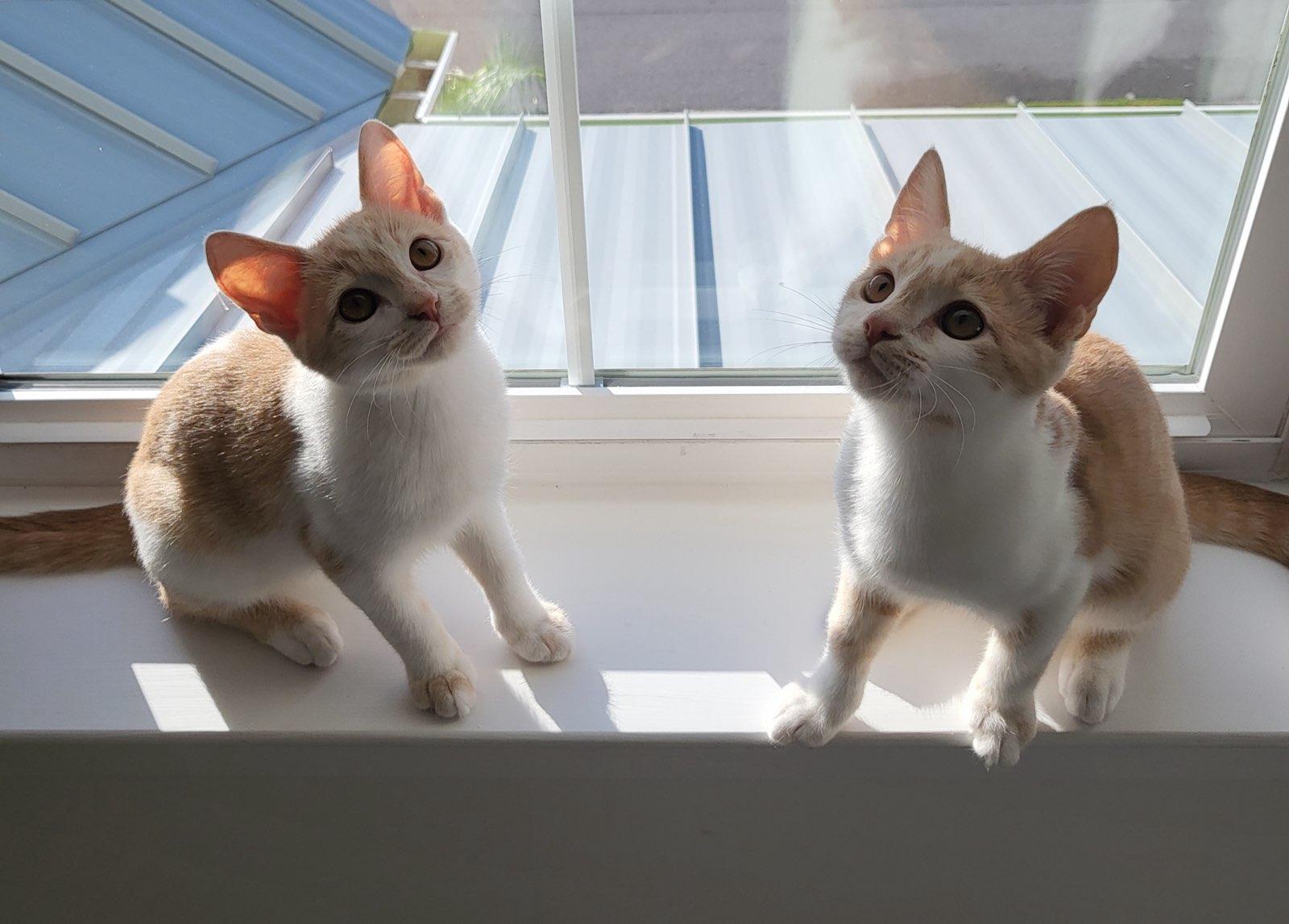 Enlarge Ditto, a Adoptable Domestic Short Hair in Greensboro, NC image 5/6