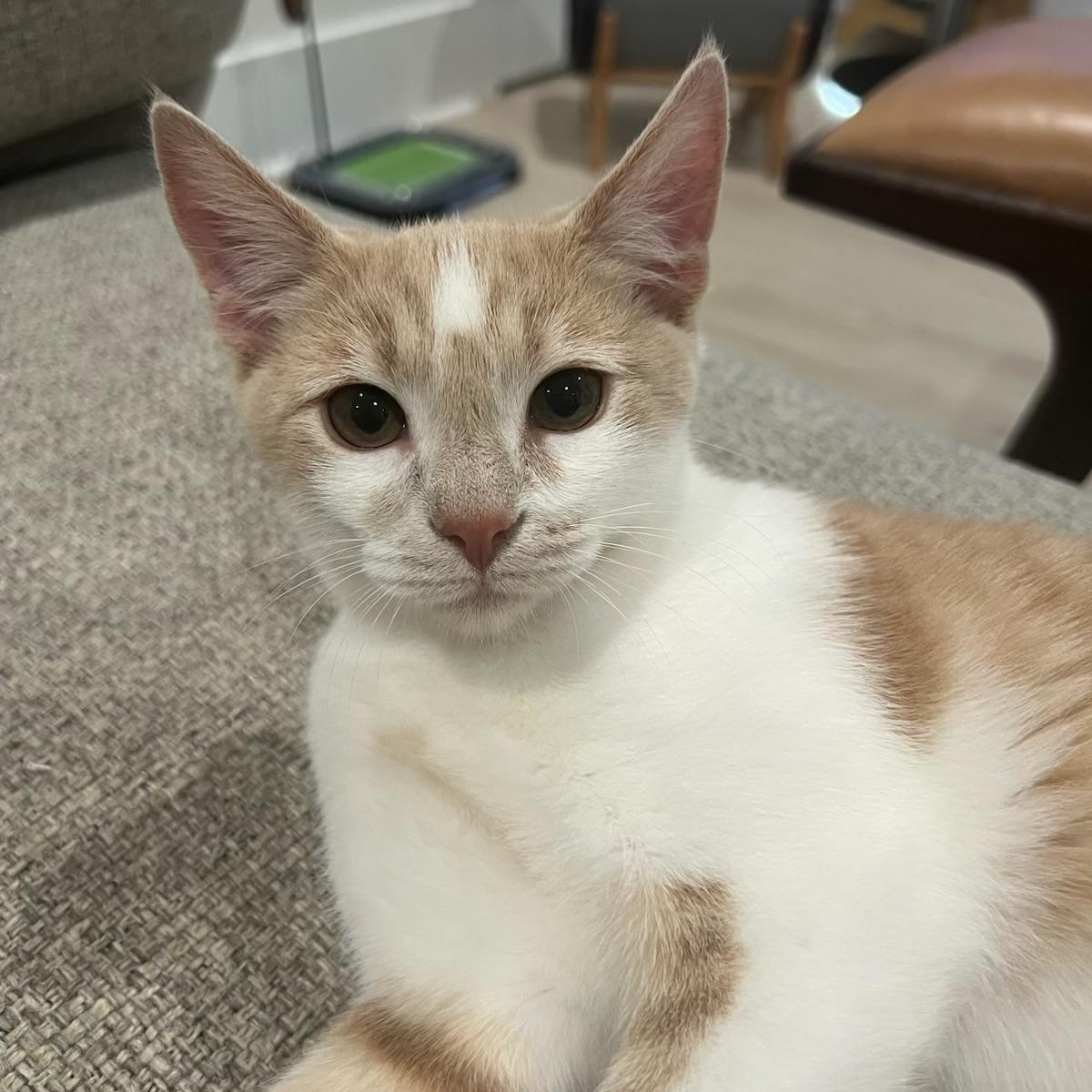 Enlarge Ditto, a Adoptable Domestic Short Hair in Greensboro, NC image 6/6