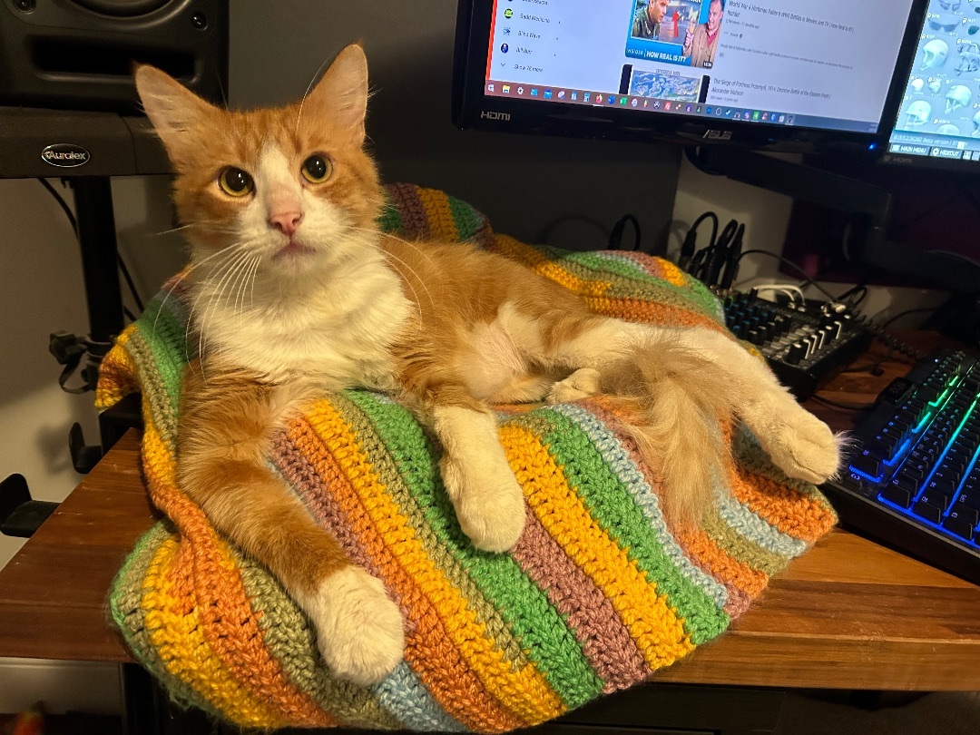 Sawyer, a Adoptable Domestic Medium Hair in Philadelphia, PA image 3/6