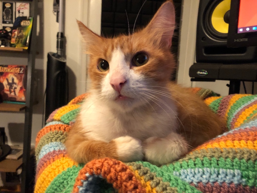 Sawyer, a Adoptable Domestic Medium Hair in Philadelphia, PA image 5/6