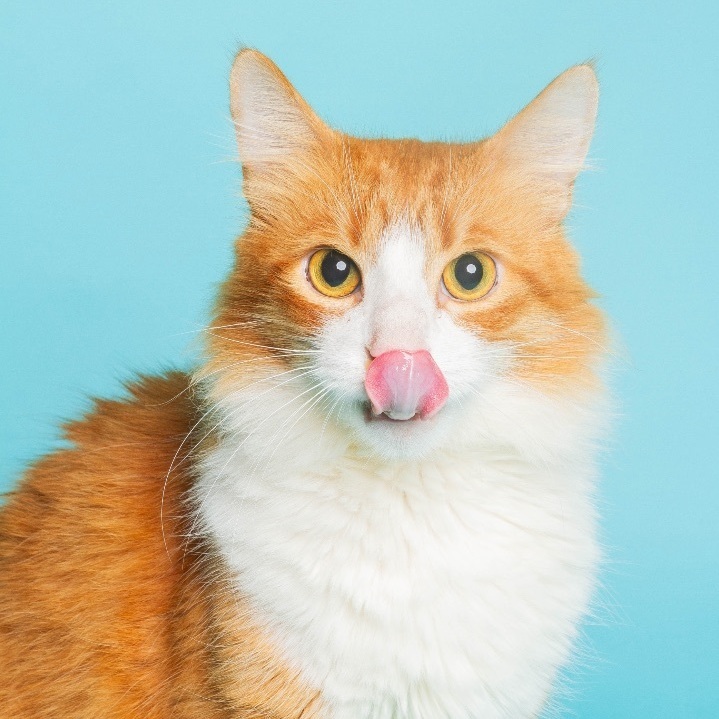 Sawyer, a Adoptable Domestic Medium Hair in Philadelphia, PA image 2/6