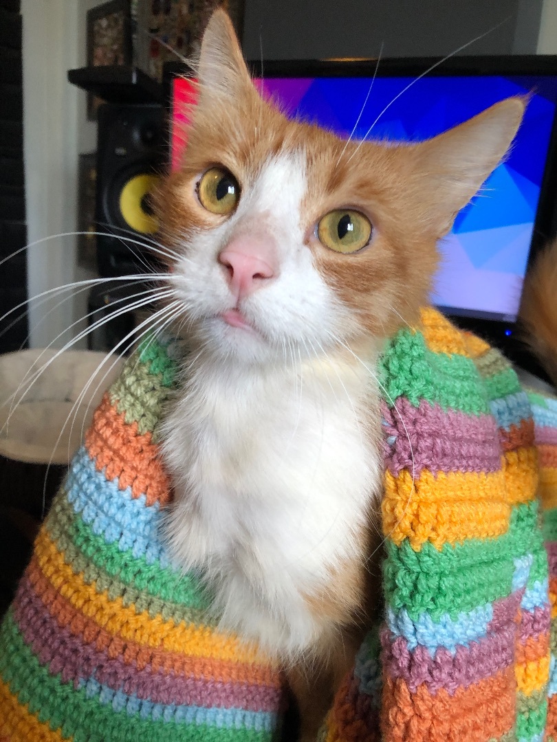 Sawyer, a Adoptable Domestic Medium Hair in Philadelphia, PA image 6/6