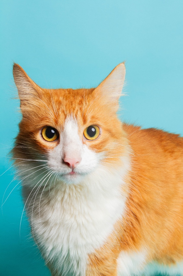 Sawyer, Adoptable, Adult Male Domestic Medium Hair.