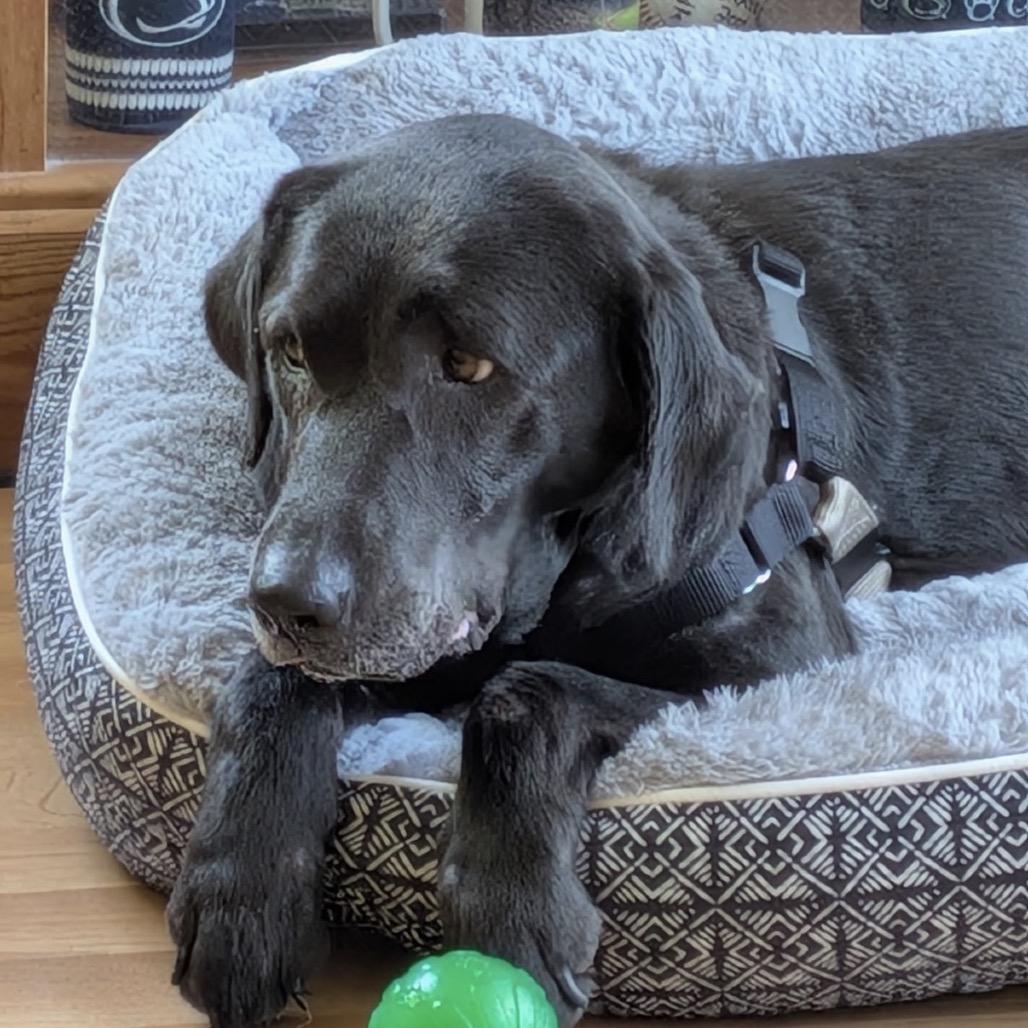 Rosie, a Adoptable Black Labrador Retriever in Hobe Sound, FL image 1/6