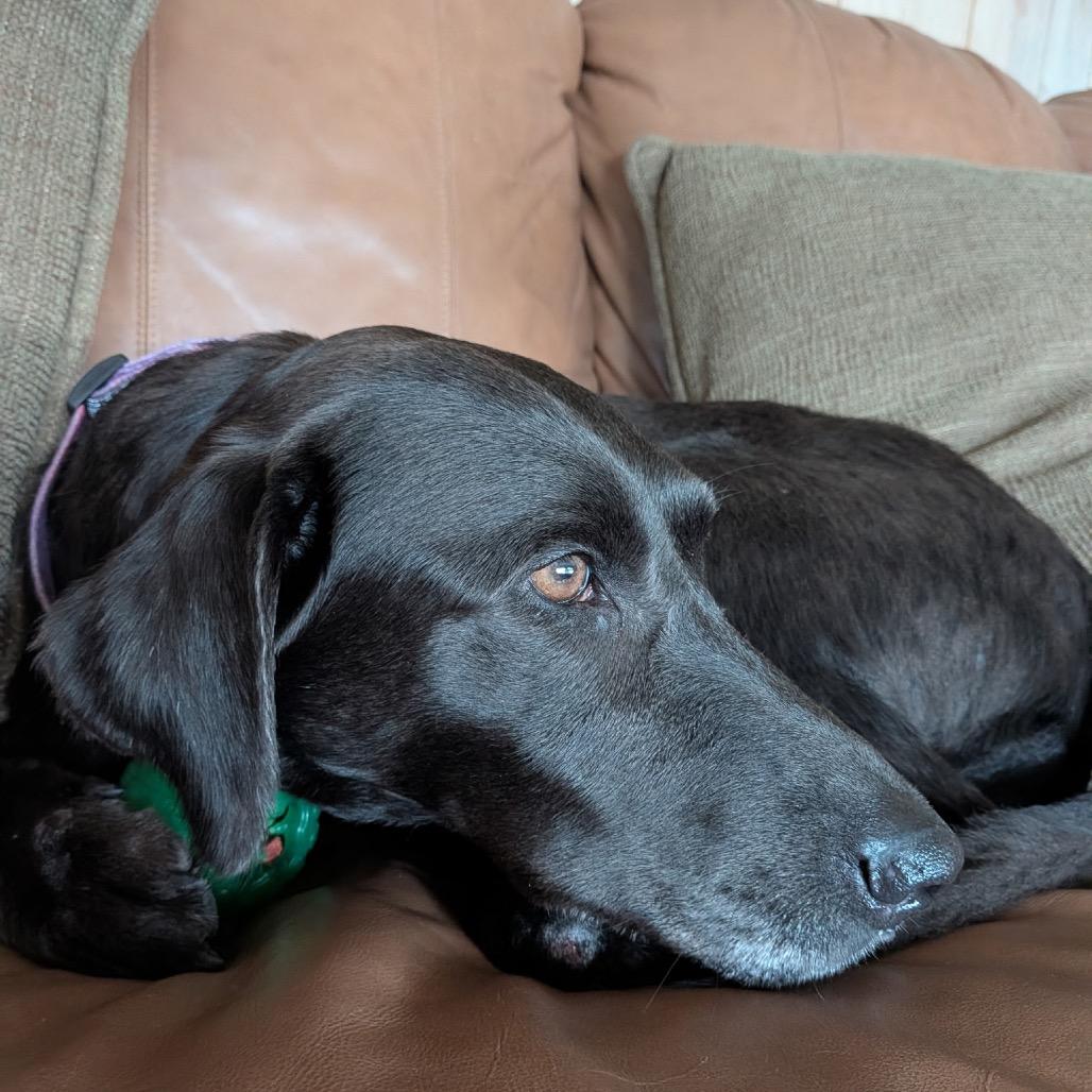 Rosie, a Adoptable Black Labrador Retriever in Hobe Sound, FL image 2/6