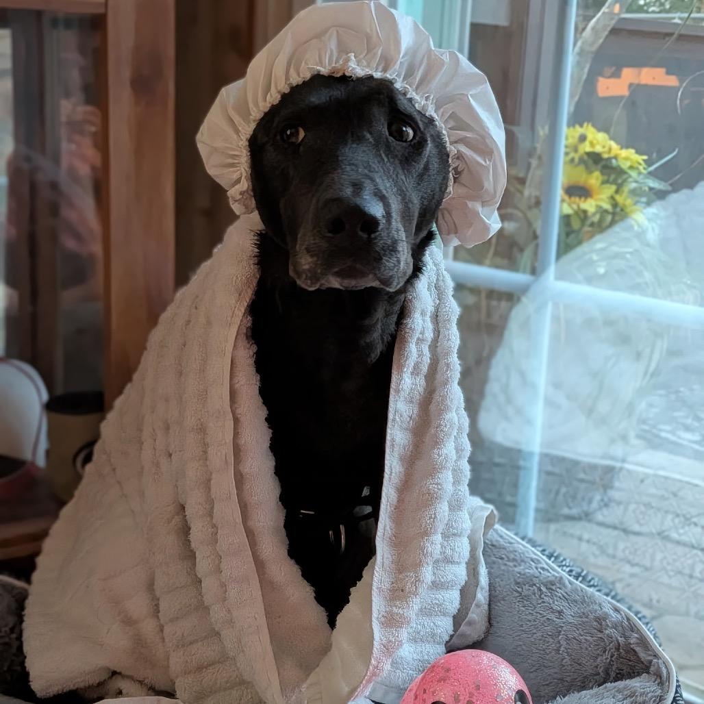 Rosie, a Adoptable Black Labrador Retriever in Hobe Sound, FL image 3/6