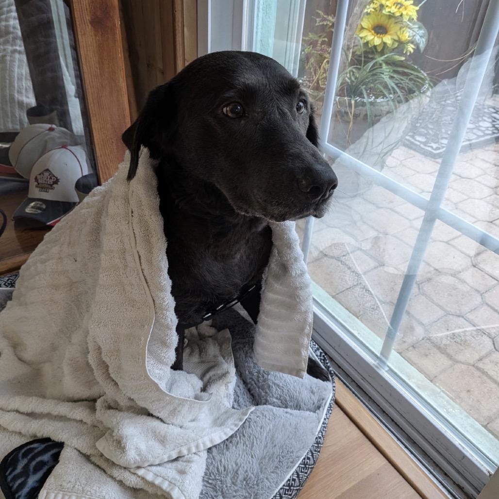 Rosie, a Adoptable Black Labrador Retriever in Hobe Sound, FL image 4/6