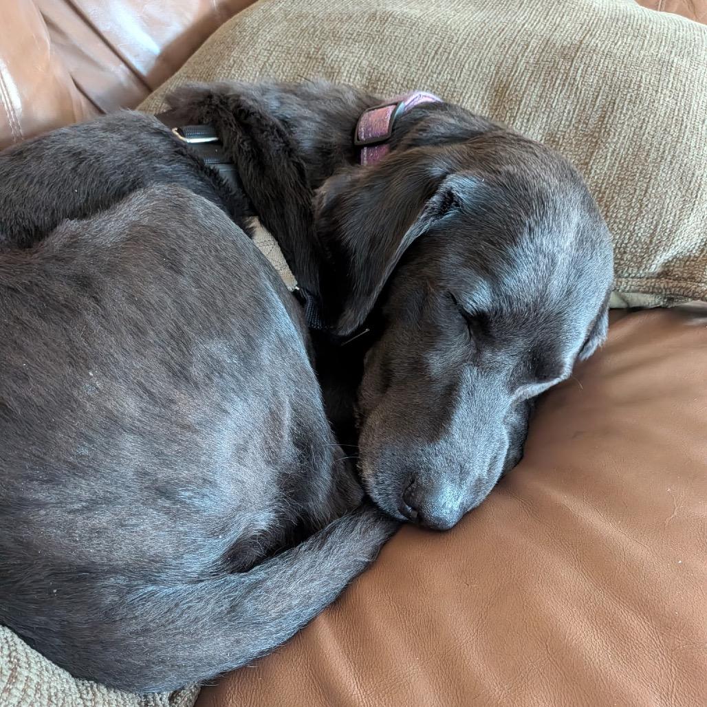 Rosie, a Adoptable Black Labrador Retriever in Hobe Sound, FL image 5/6