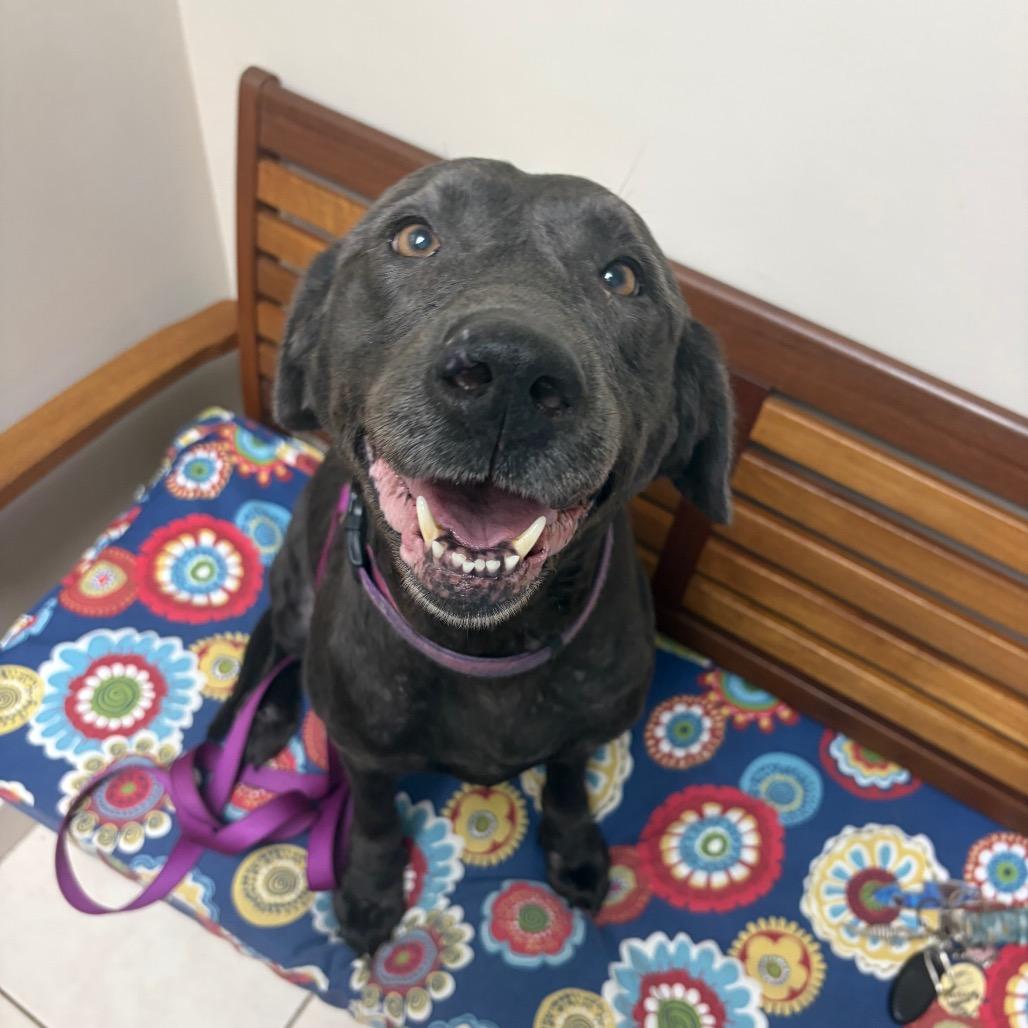 Rosie, a Adoptable Black Labrador Retriever in Hobe Sound, FL image 6/6