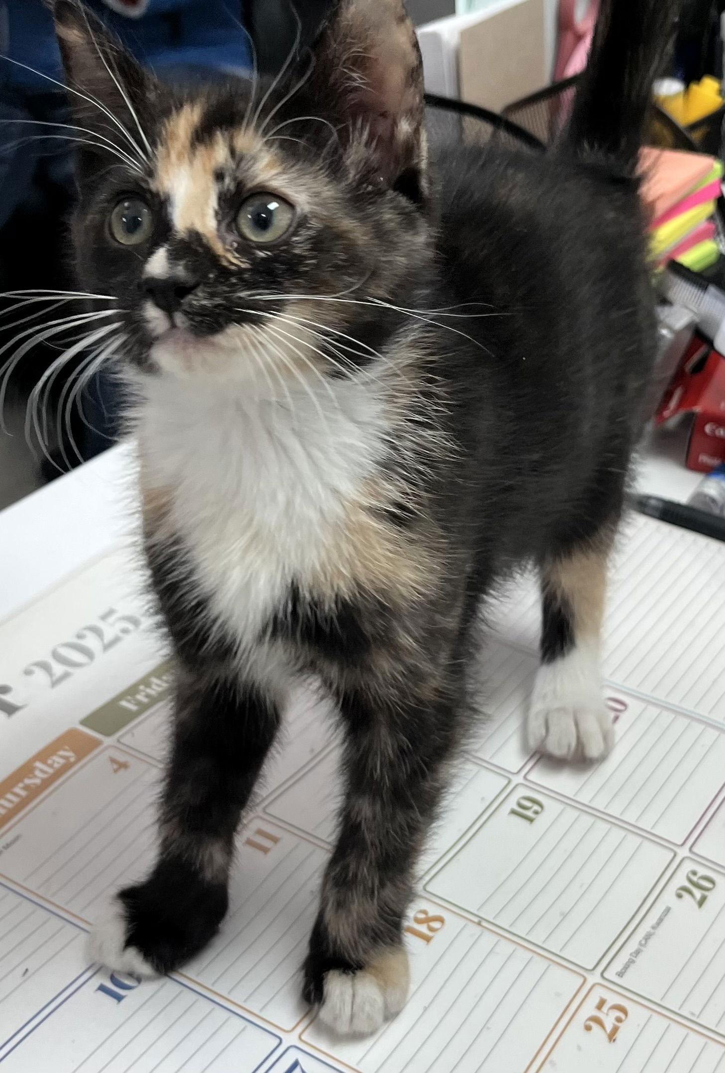Oaklee, Adoptable, Kitten Female Calico & Domestic Short Hair.