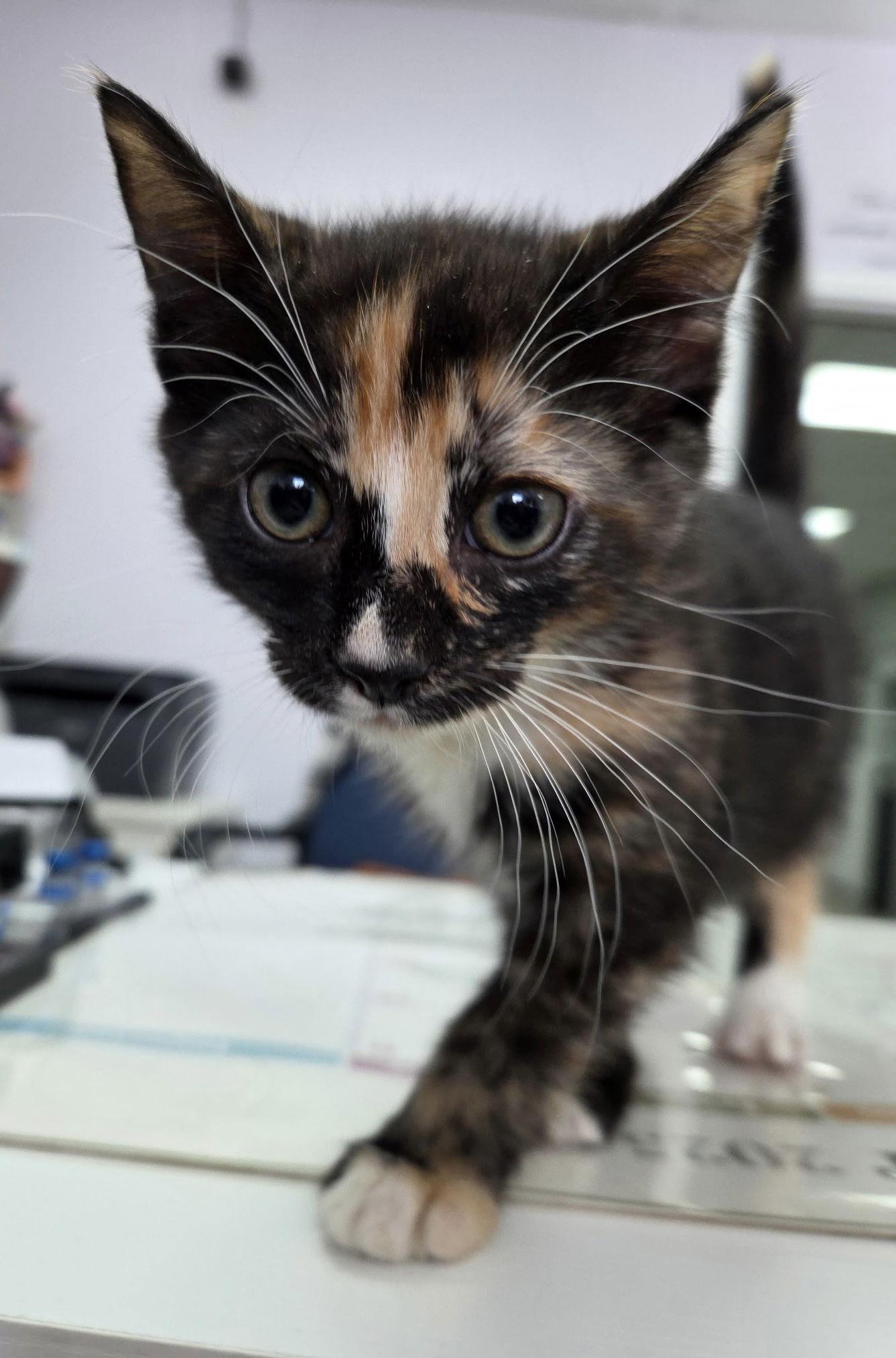 Oaklee, a Adoptable mixed breed in Toms River, NJ image 2/2