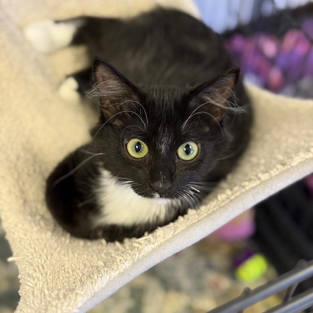 Pearce, Adoptable, Kitten Female Domestic Medium Hair.