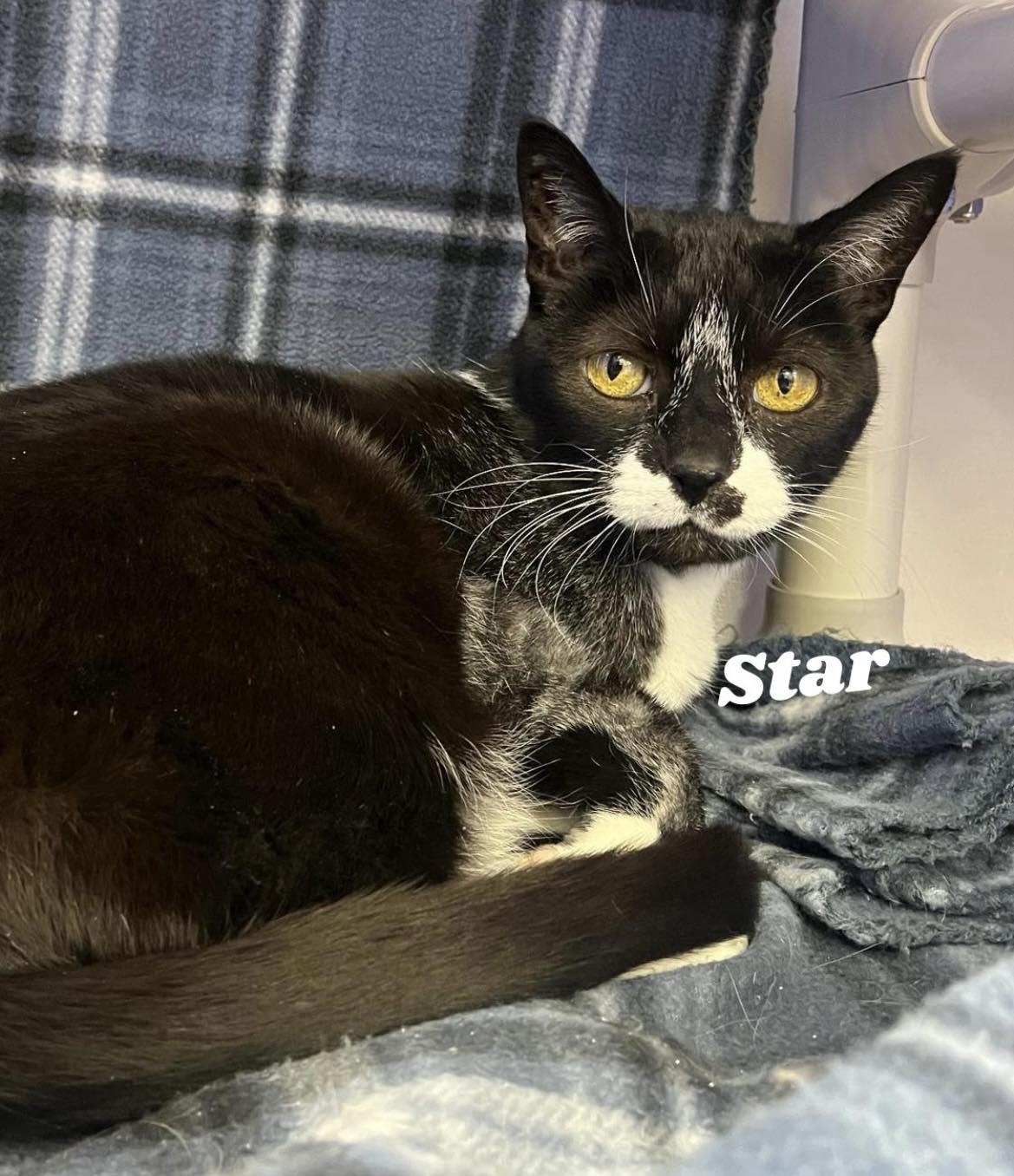 Enlarge Star, a ADOPTABLE mixed breed in Dunkirk, NY image 1/1