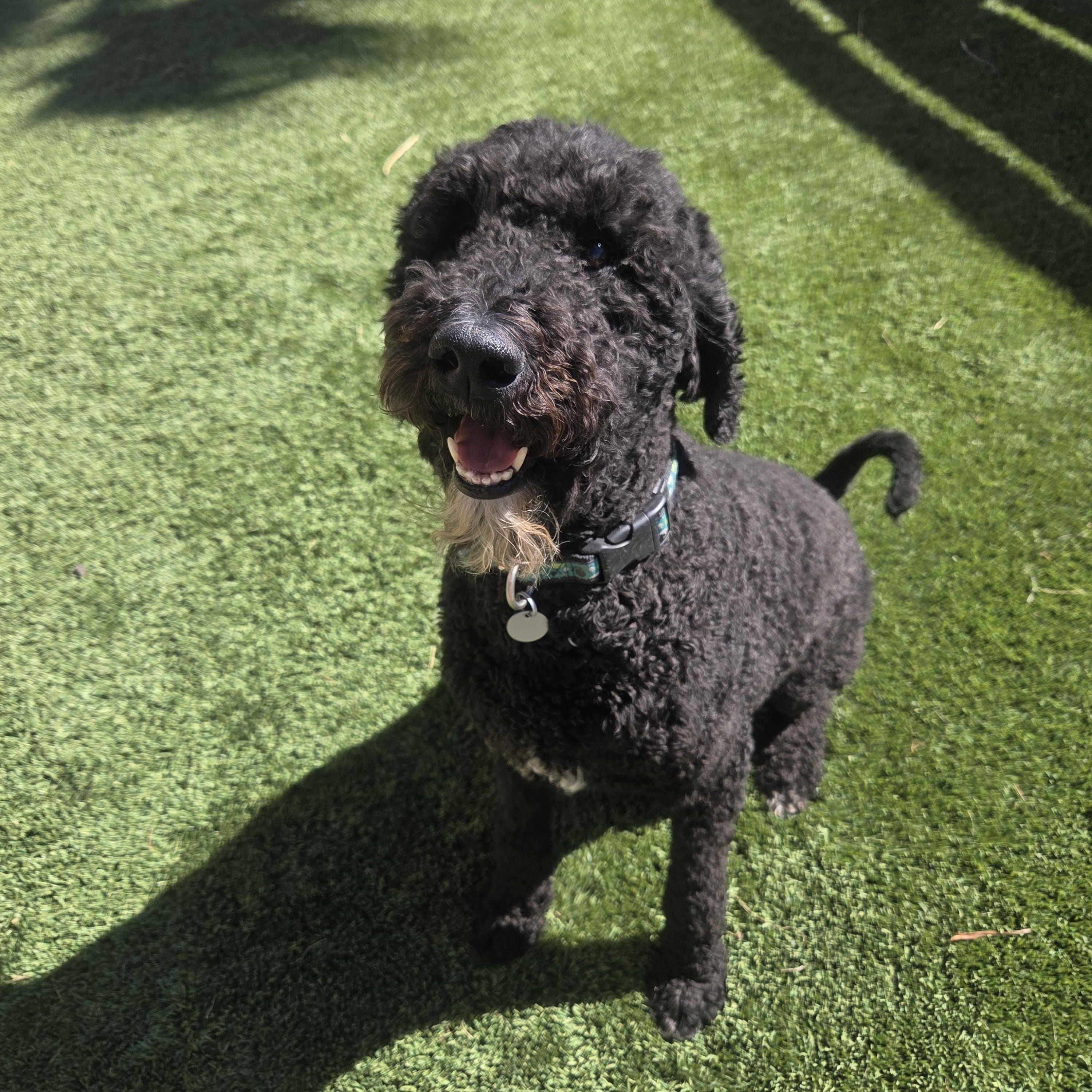 Luna, ADOPTABLE, Adult Female Poodle & Labrador Retriever.