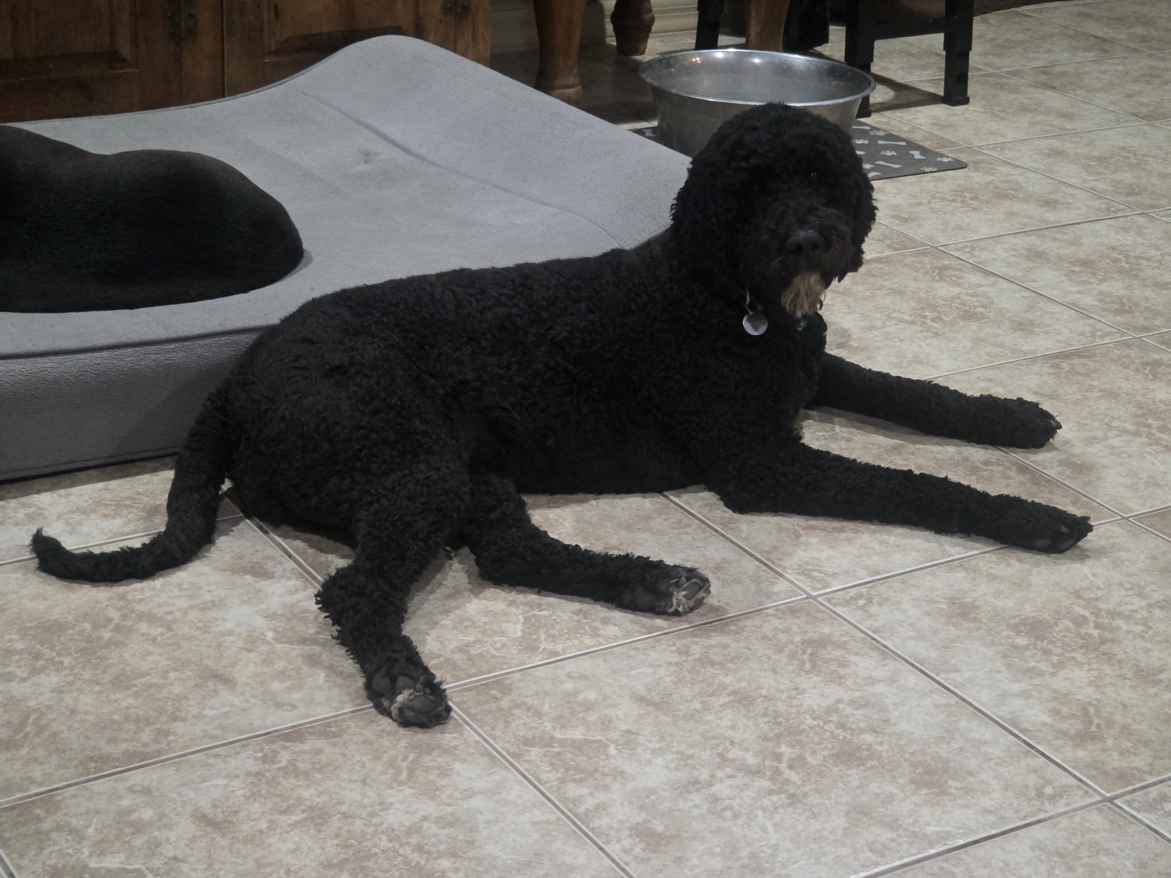 Enlarge Luna, a ADOPTABLE mixed breed in Cave Creek, AZ image 2/2