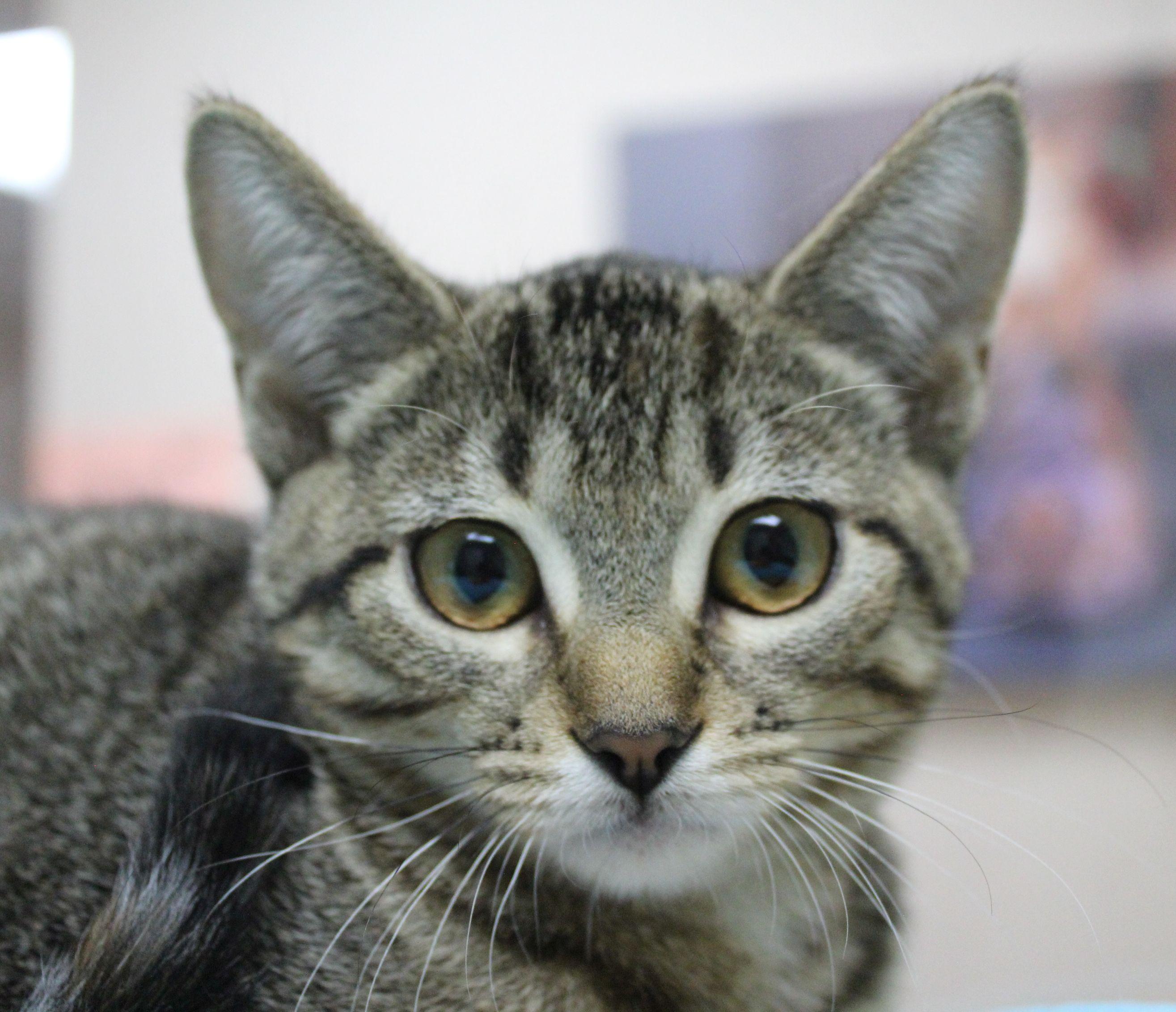 Enlarge Dew Drop, a Adoptable Domestic Short Hair in Portage, WI image 3/3