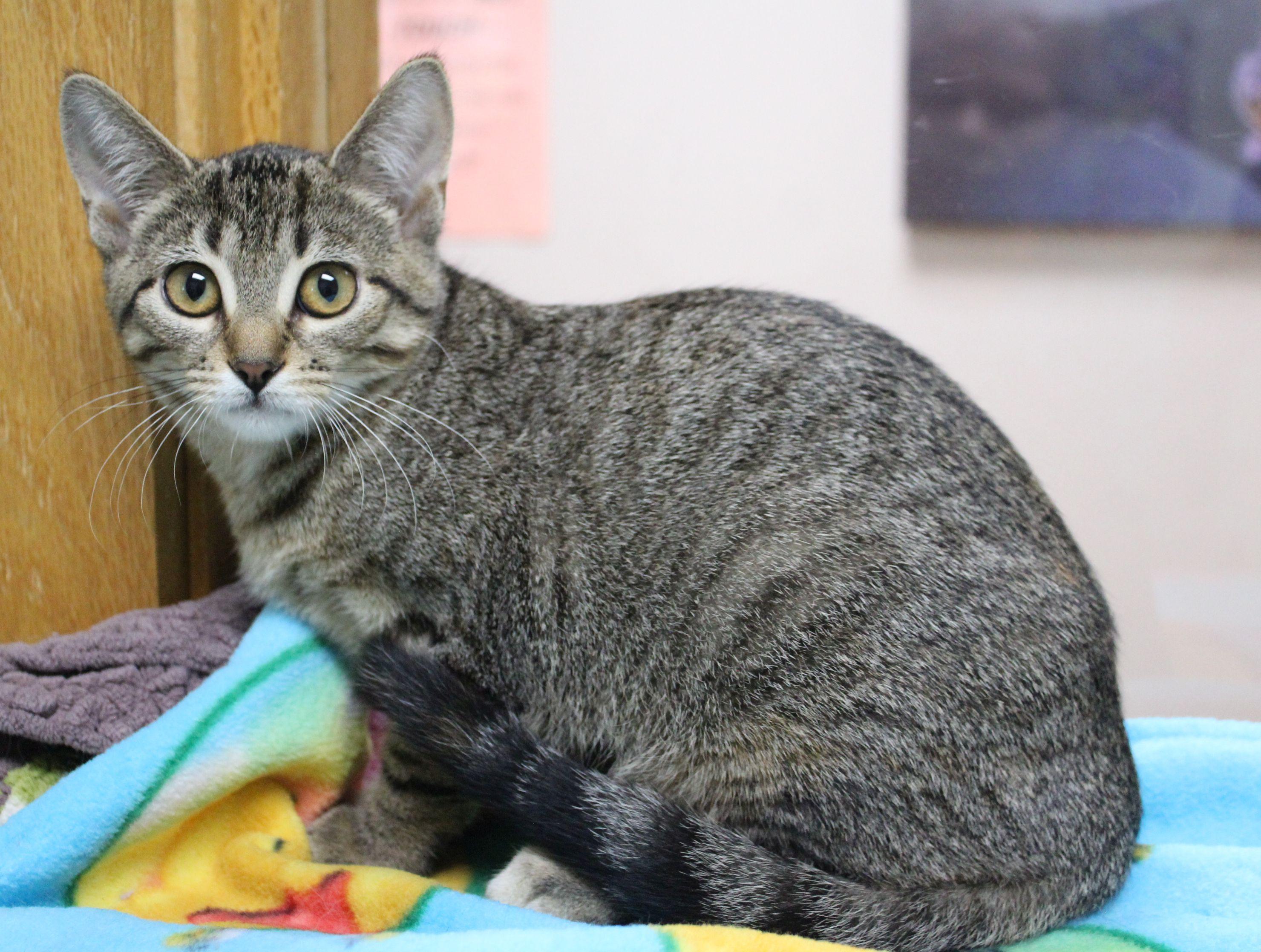 Enlarge Dew Drop, a Adoptable Domestic Short Hair in Portage, WI image 2/3
