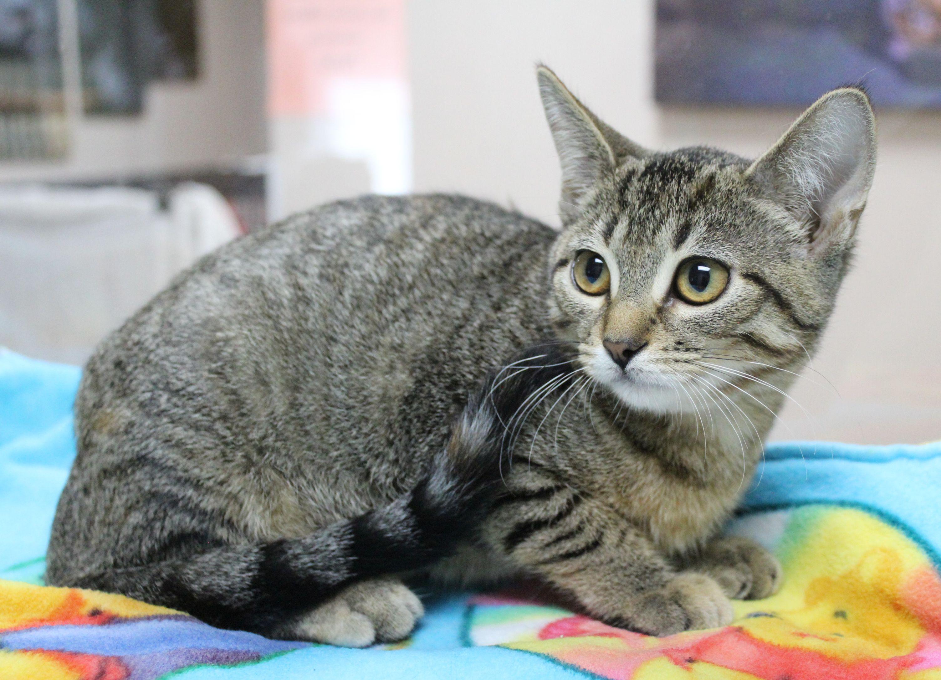Enlarge Dew Drop, a Adoptable Domestic Short Hair in Portage, WI image 1/3