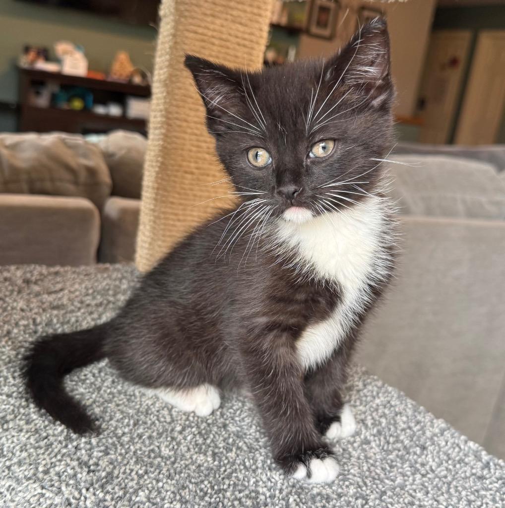 Enlarge Nitro, a Adoptable mixed breed in Syracuse, IN image 4/4