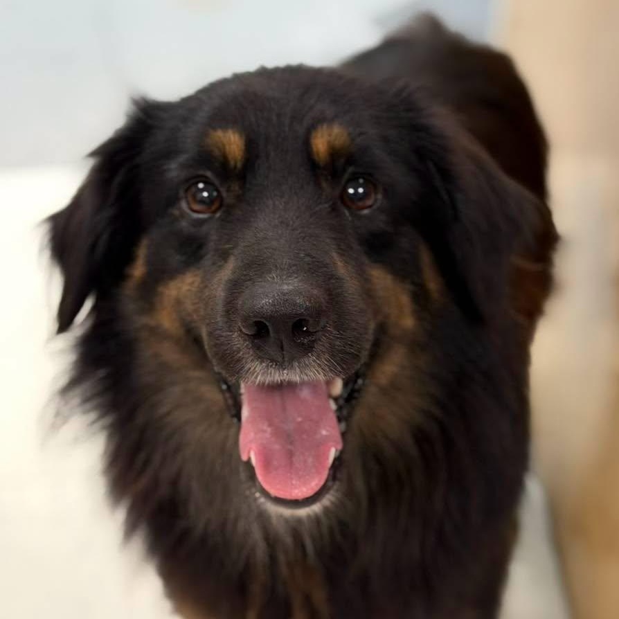 Enlarge Lennox, a Adopted mixed breed in Effingham, IL image 2/4