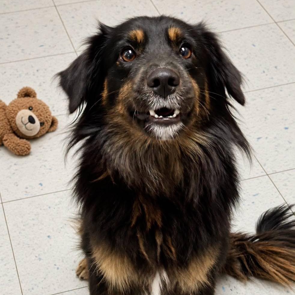 Enlarge Lennox, a Adopted mixed breed in Effingham, IL image 4/4