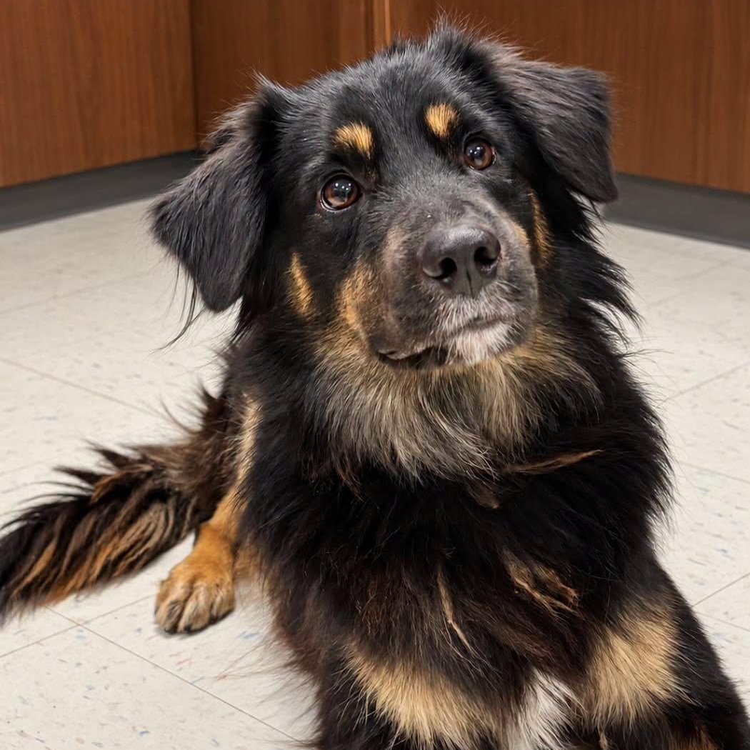 Enlarge Lennox, a Adopted mixed breed in Effingham, IL image 3/4