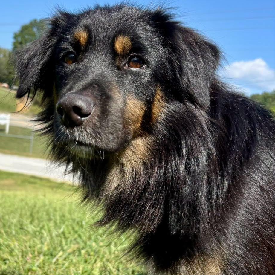 Lennox, Adopted, Young Male Australian Shepherd.