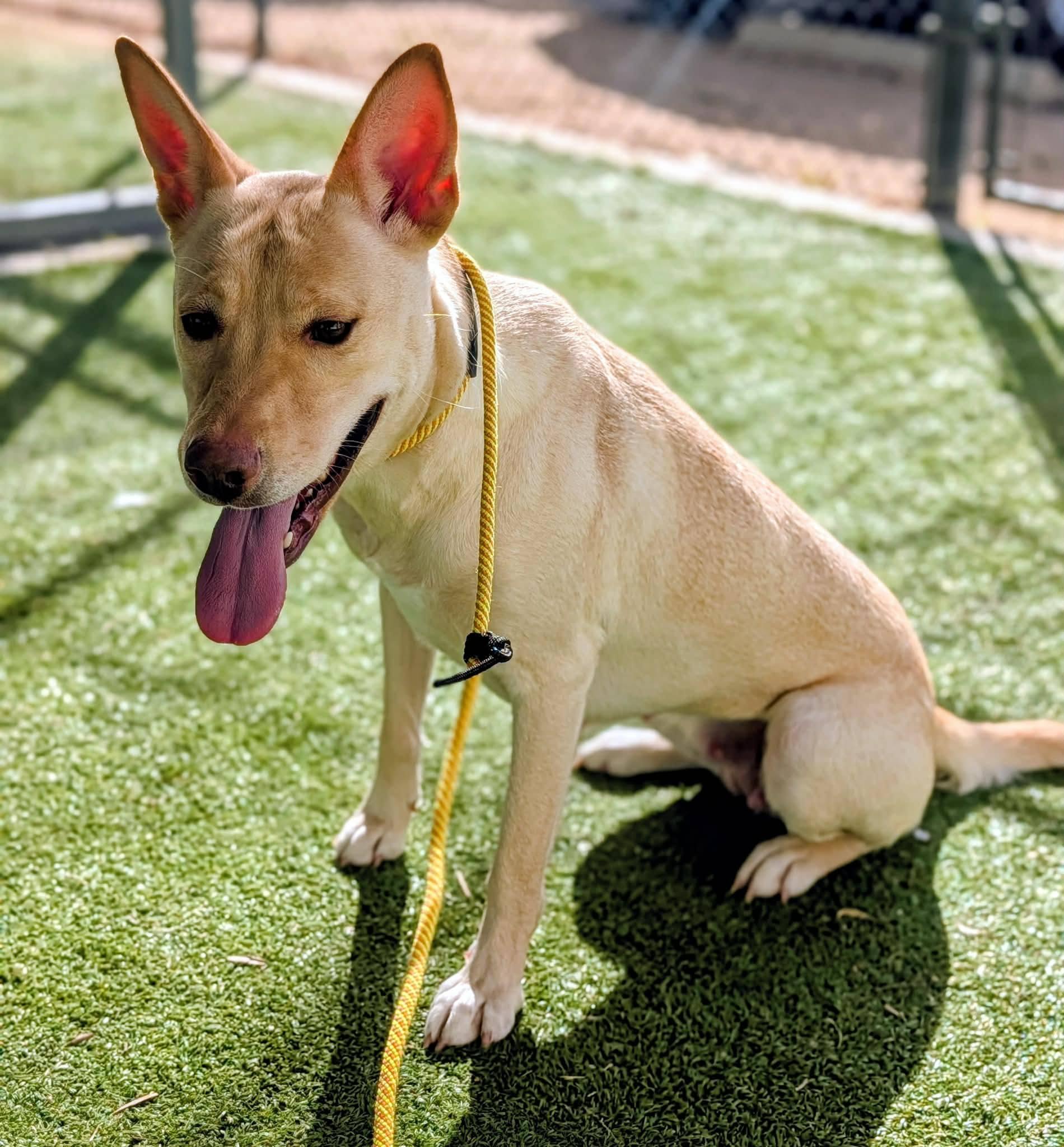 25-290, ADOPTABLE, Adult Female Labrador Retriever.