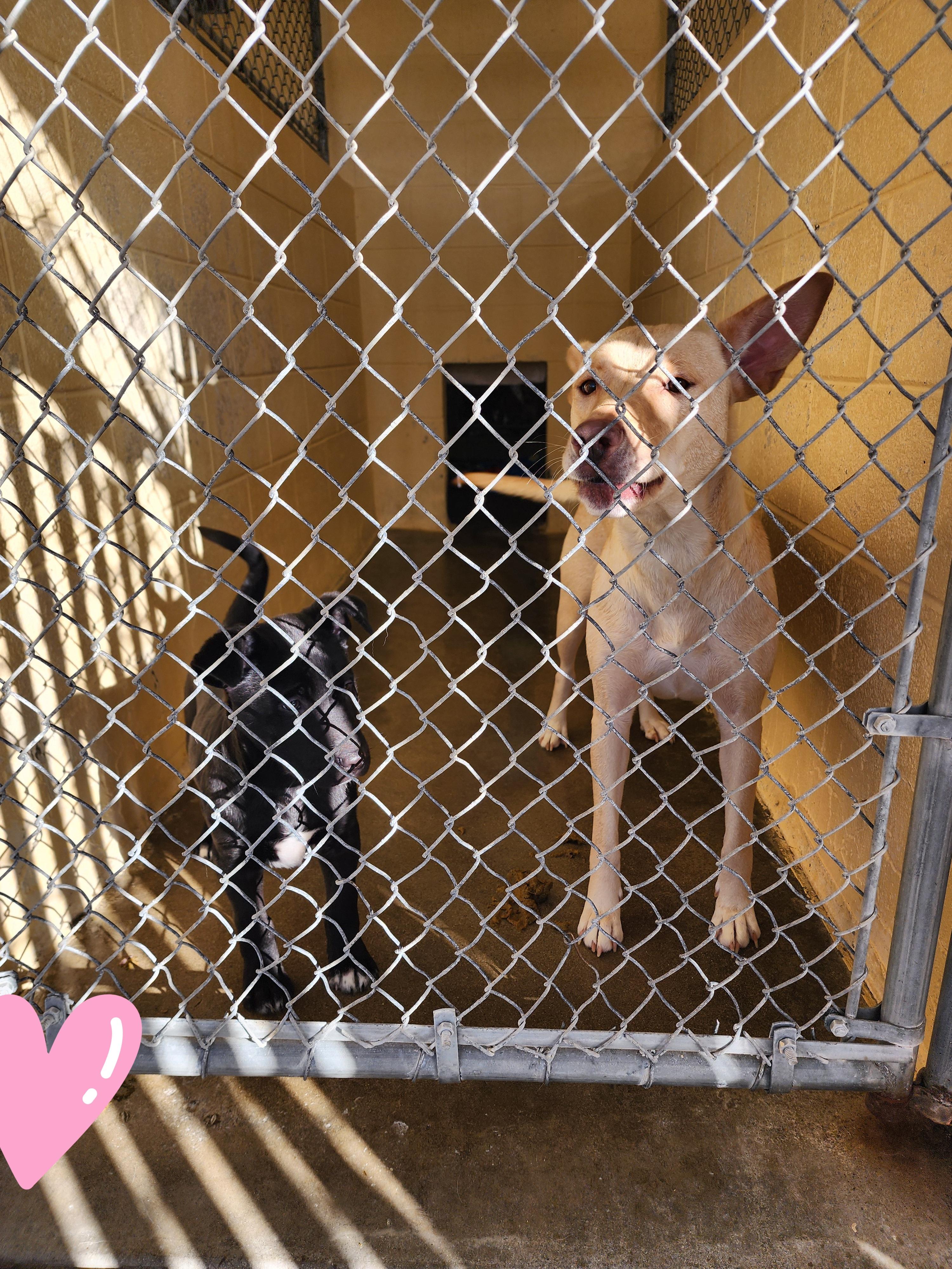 Enlarge 25-290, a ADOPTABLE Labrador Retriever in Ridgecrest, CA image 2/2