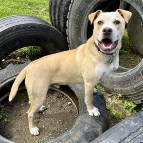Parmesan, Adoptable, Adult Male Mixed Breed.
