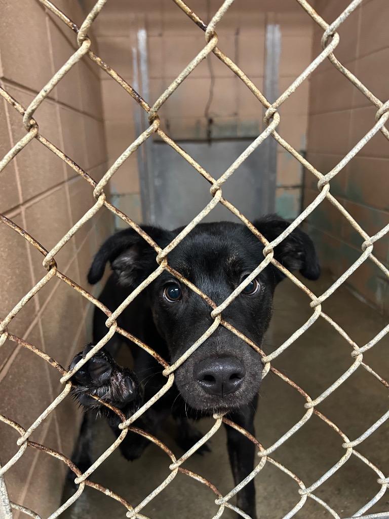 Carly, Adoptable, Young Female Shepherd.