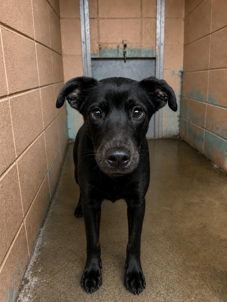 Enlarge Carly, a Adoptable Shepherd in Gautier, MS image 2/2