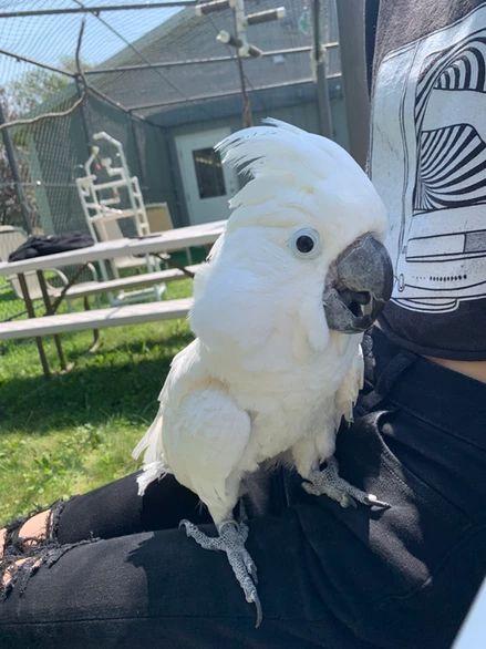 Paco, Adoptable, Young Male Cockatoo.