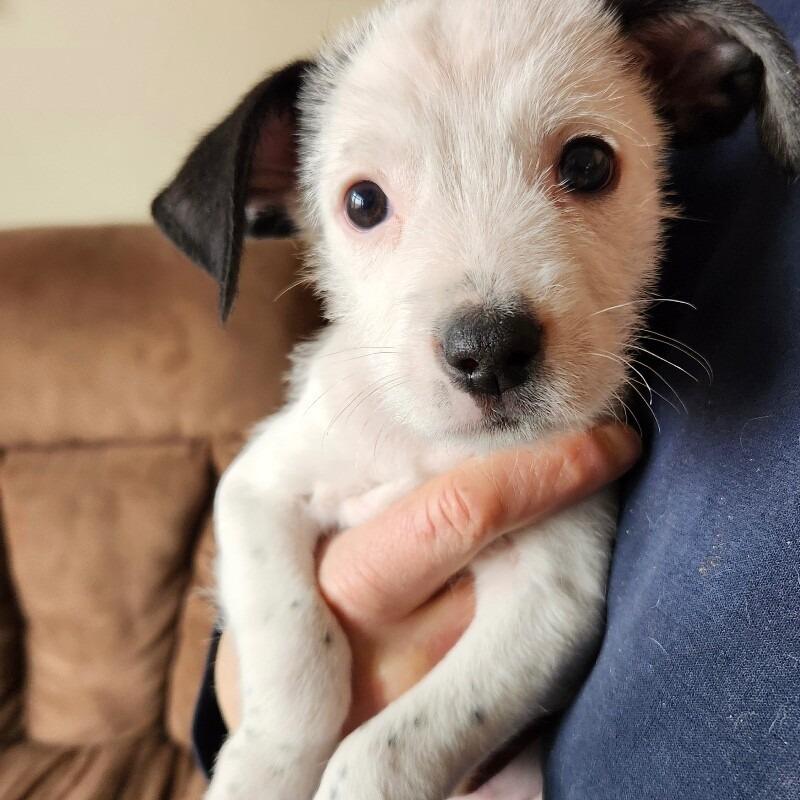 Enlarge Miles, a Adoptable mixed breed in Alma, WI image 1/3