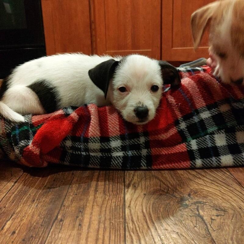 Enlarge Miles, a Adoptable mixed breed in Alma, WI image 2/3