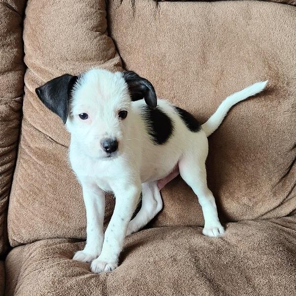 Enlarge Miles, a Adoptable mixed breed in Alma, WI image 3/3