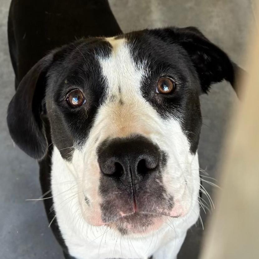 Enlarge Moo, a Adoptable mixed breed in Williston, FL image 1/4