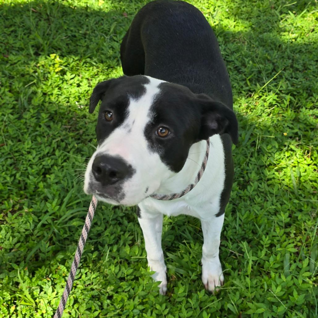 Enlarge Moo, a Adoptable mixed breed in Williston, FL image 2/4