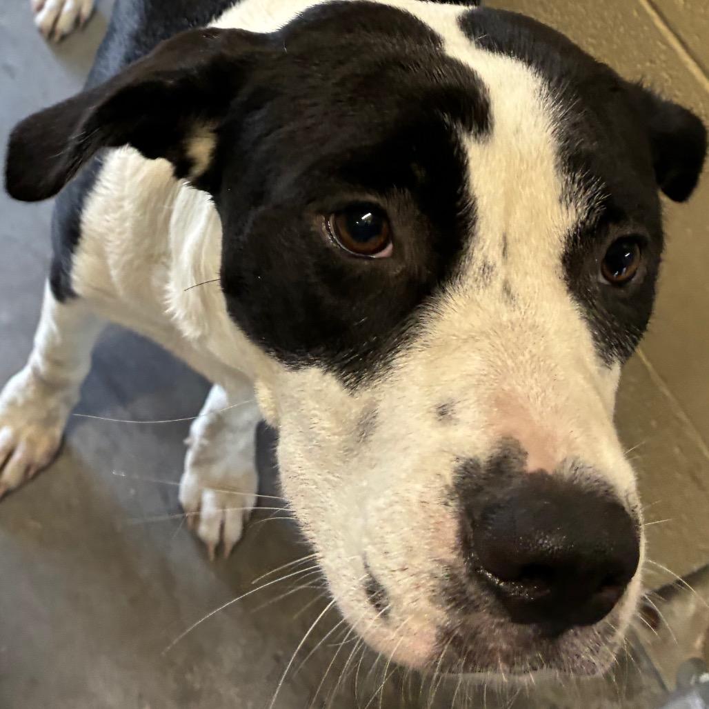 Enlarge Moo, a Adoptable mixed breed in Williston, FL image 3/4
