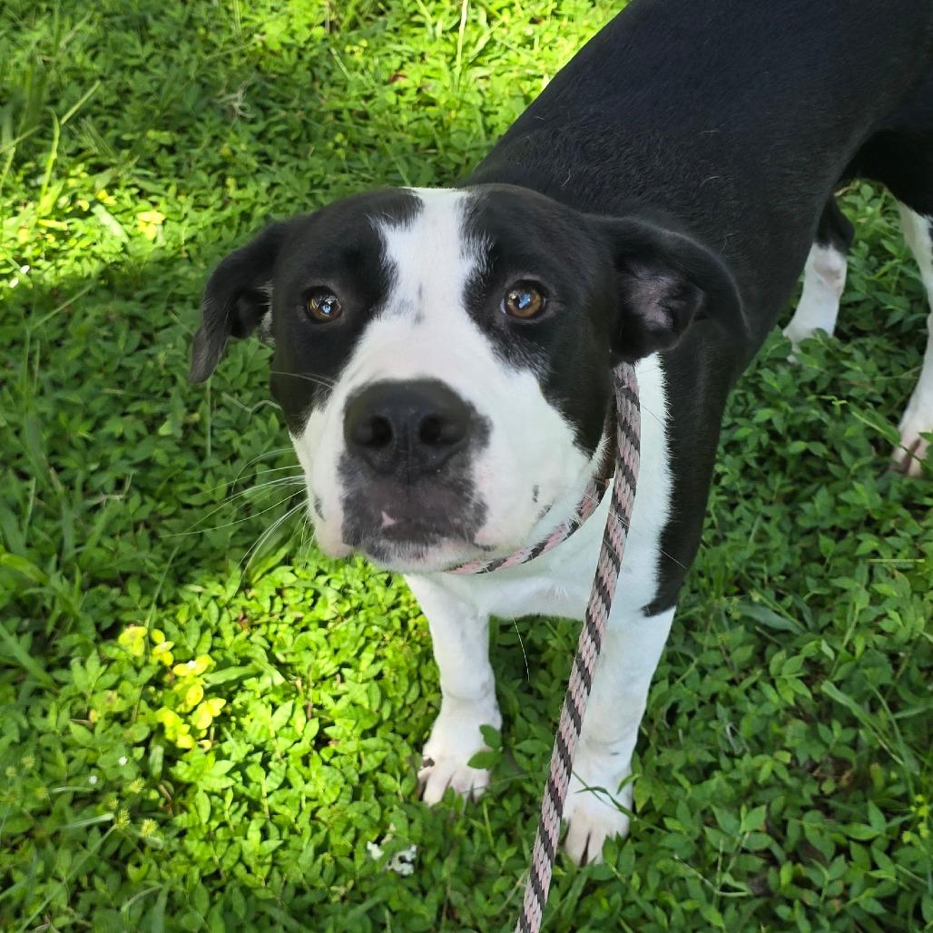 Enlarge Moo, a Adoptable mixed breed in Williston, FL image 4/4
